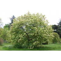 Fraxinus ornus 
