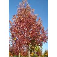 Fraxinus angustifolia'Raywood' 