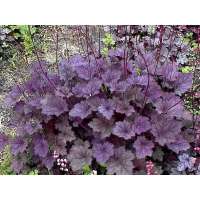 Heuchera'Frosted Violet'