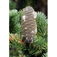 Abies lasiocarpa 