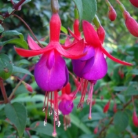 Fuchsia'Mrs.Popple' 