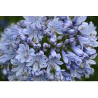 Agapanthus'Full Moon' 