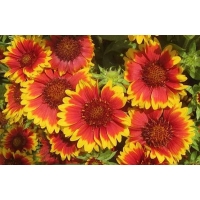 Gaillardia hybride'Bremen'