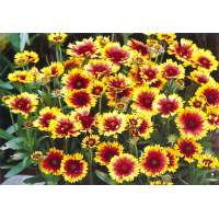 Gaillardia hybride'Kobold'