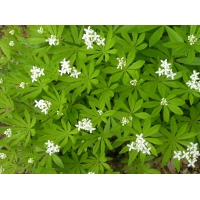 Galium odoratum 