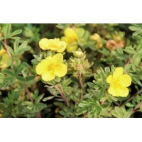 Potentilla fruticosa'Elizabeth' 
