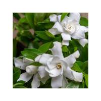 Gardenia jasminoides'Fool Proof' 