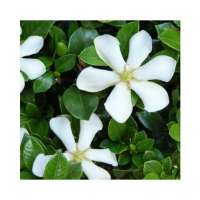 Gardenia jasminoides'Pinwheel' 