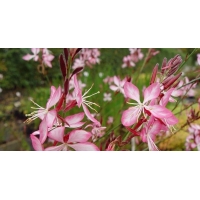 Gaura lindheimeri'Rosy Jane'