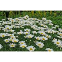 Leucanthemum'Alaska'