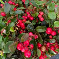 Gaultheria procumbens'Big Berry' 
