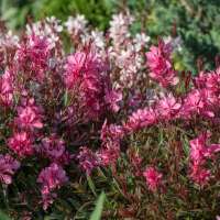 Gaura lindheimeri'Gaudi Red'