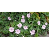 Geranium sanguineum'Apfelblüte'