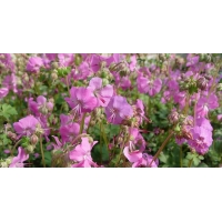 Geranium cantabrigiense'Berggarten'