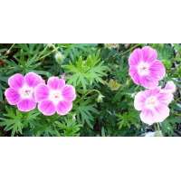 Geranium sanguineum'Elke'