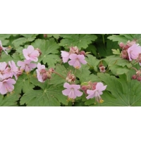 Geranium macrorrhizum'Ingwersen's Variety'