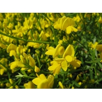 Genista lydia 