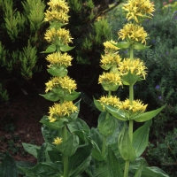 Gentiana lutea