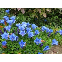 Gentiana sino-ornata