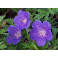 Geranium'Orion'