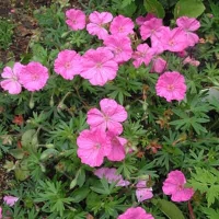 Geranium sanguineum'Ankum's Pride'