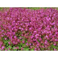 Geranium cantabrigiense'Karmina'