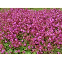 Geranium cantabrigiense'Karmina'