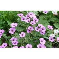 Geranium cinereum'Alice'