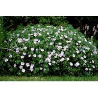 Geranium clarkei'Kashmir Pink'