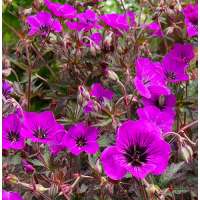 Geranium'Dark Eyes'