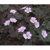 Geranium'Dusky Crugh'
