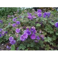 Geranium himalayense'Plenum'