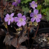 Geranium maculatum'Elizabeth Ann'
