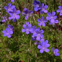 Geranium'Nimbus'