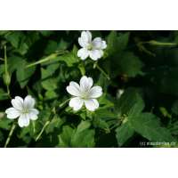 Geranium nodosum'Wreightburn House White'