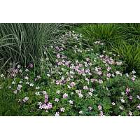Geranium oxonianum'Rose Clair'