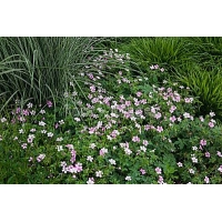 Geranium oxonianum'Rose Clair'