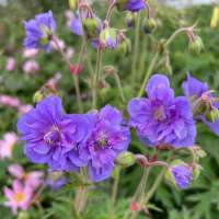 Geranium pratense'Azure Skies'