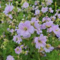 Geranium pratense'Else Lacey'