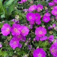Geranium sanguineum'Elsbeth'