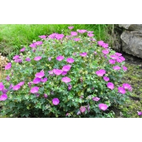 Geranium sanguineum'Max Frei'