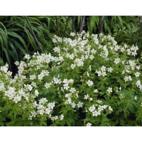 Geranium phaeum'Album'