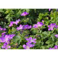 Geranium sylvaticus'Birch Lilac'