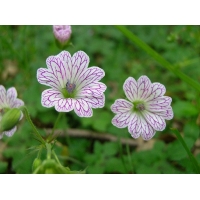 Geranium versicolor