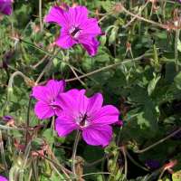 Geranium'Hexham Velvet'