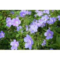 Geranium himalayense'Irish Blue'