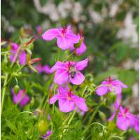 Geranium soboliferum'Butterfly Kisses'