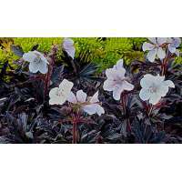 Geranium pratense'Black'n White Army: