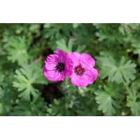 Geranium'Jolly Jewel Silver'