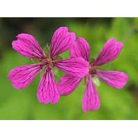 Geranium'Kanahitobawana'